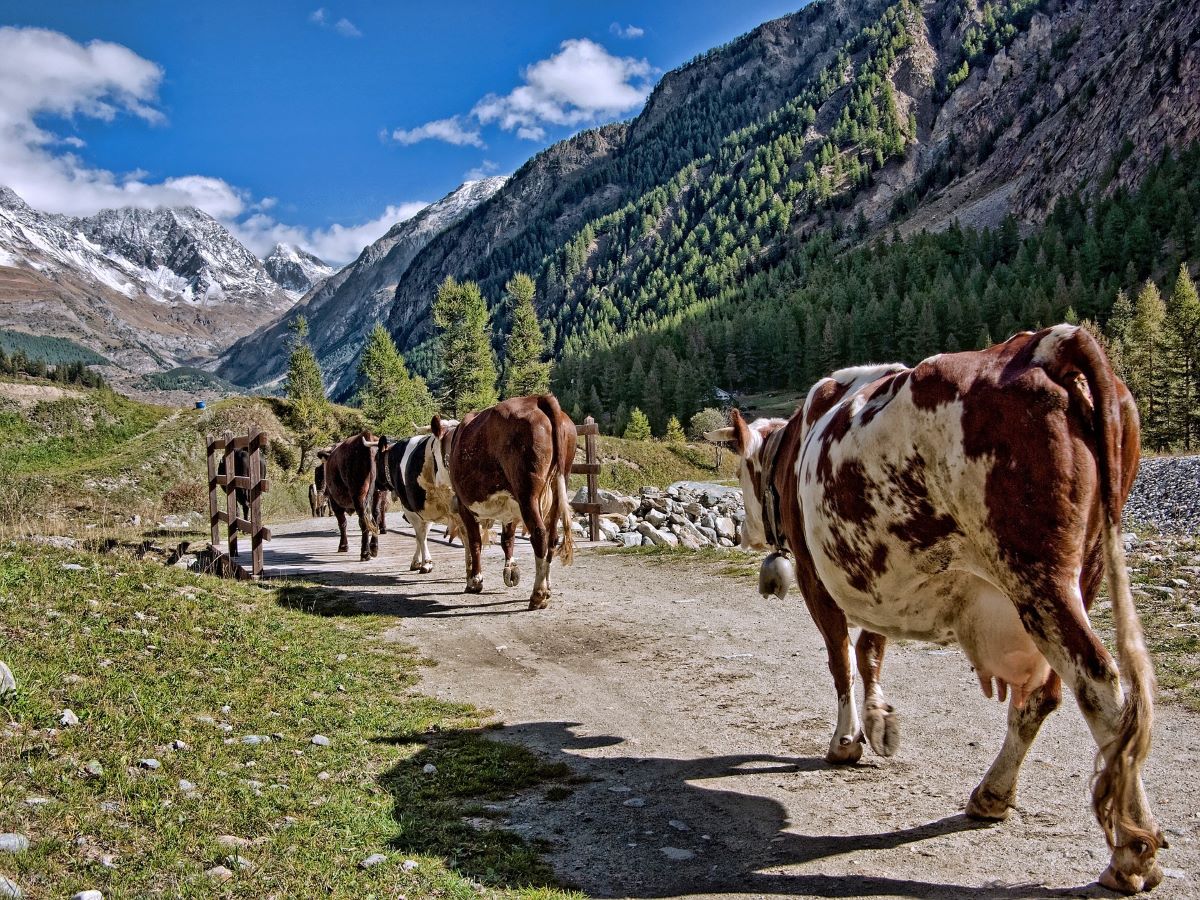 Valle D'Aosta Cows